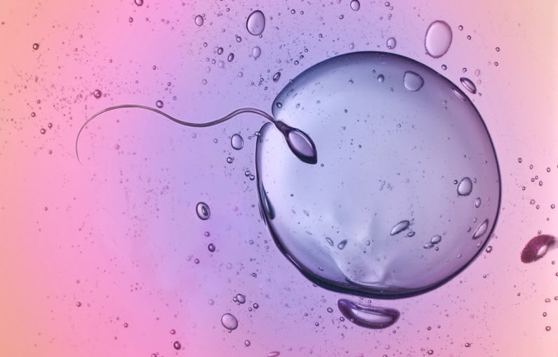 Чтобы оплодотворение произошло, сперматозоид должен встретиться с яйцеклеткой